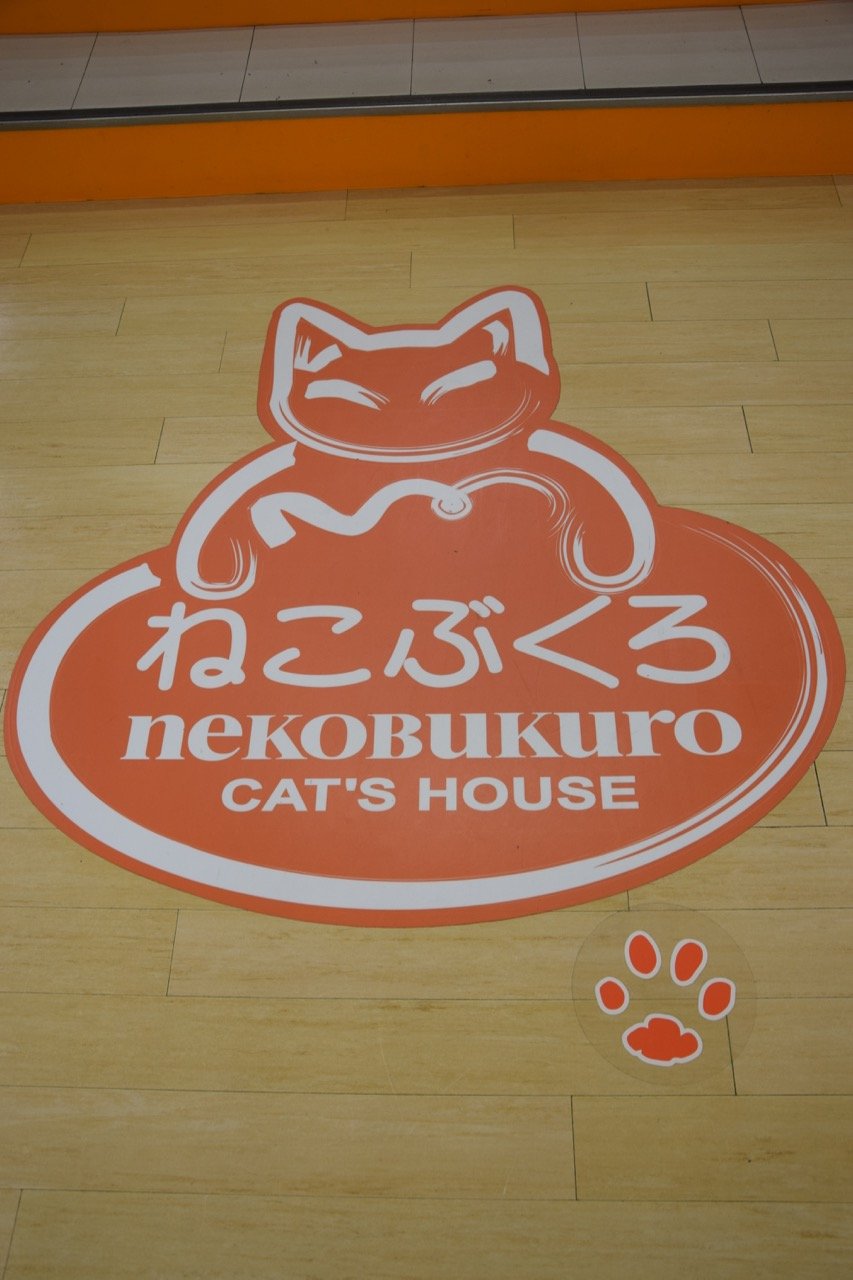 image - tokyo cat cafe nekobukuro