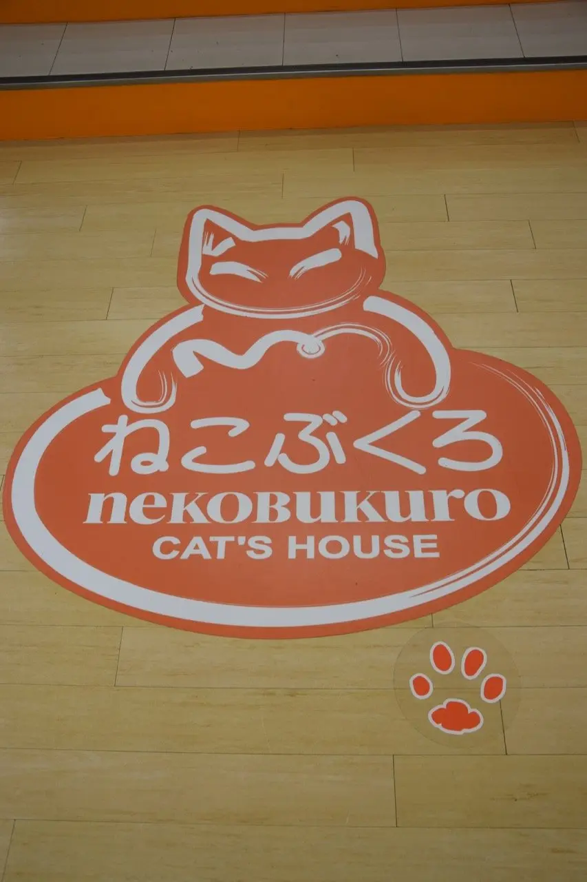 image - tokyo cat cafe nekobukuro
