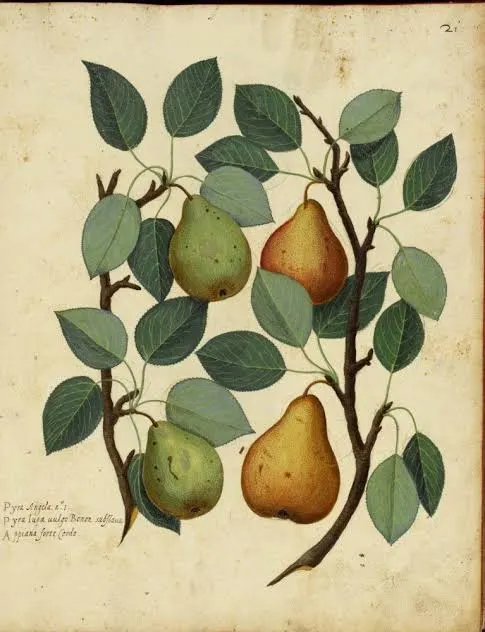 botanical illustration from rome pic