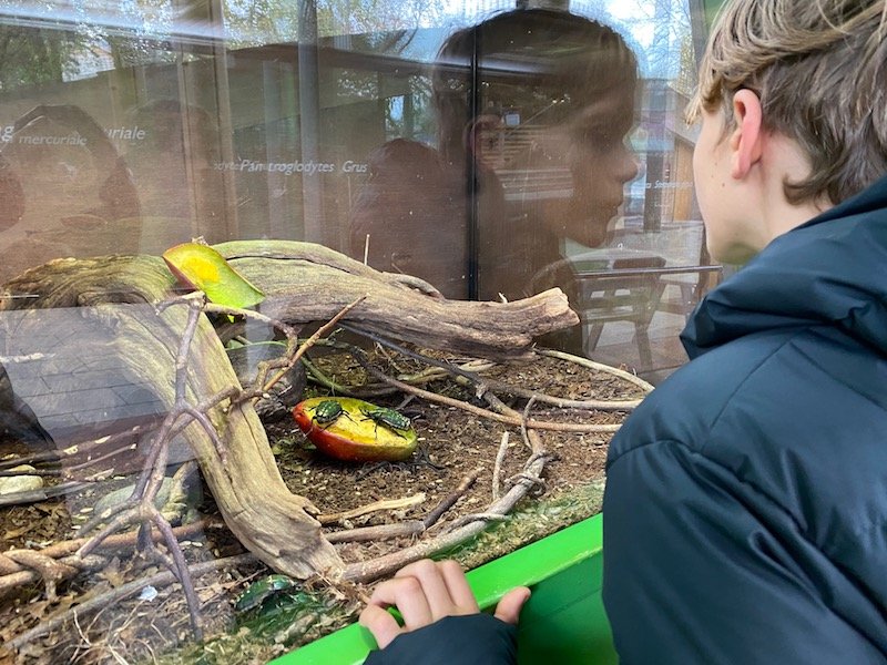 image - bed bugs sleepover at the zoo london