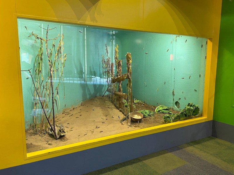 image - bedbugs sleepover at the zoo london exhibit