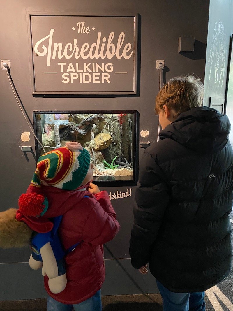 image - bedbugs sleepover at the zoo london talking spider