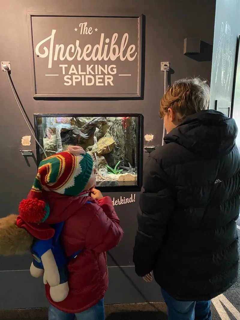 image - bedbugs sleepover at the zoo london talking spider