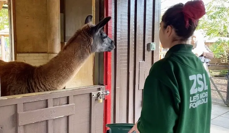 image - children's petting zoo london zoo llama