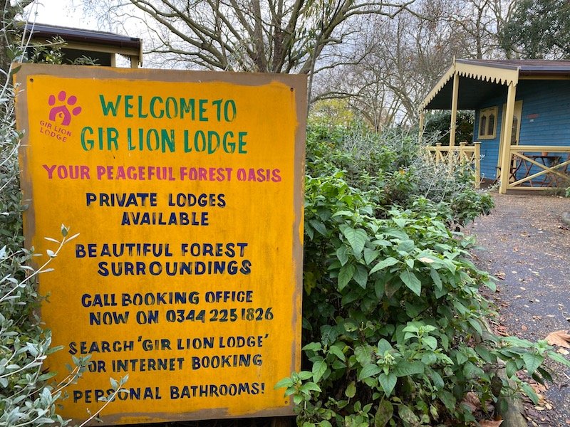 image - gir lion lodge london zoo sleepovers UK