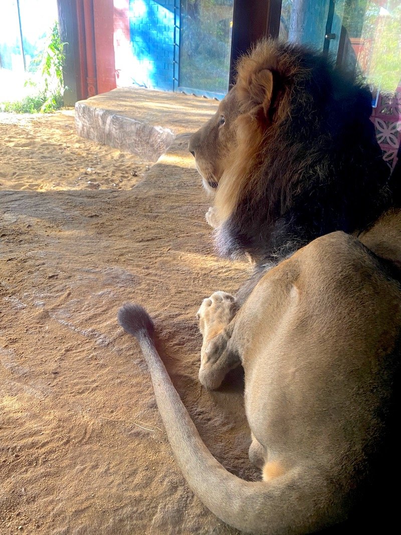 image - london zoo sleepovers UK gir lodge lion