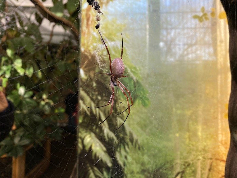 image - london zoo spiders