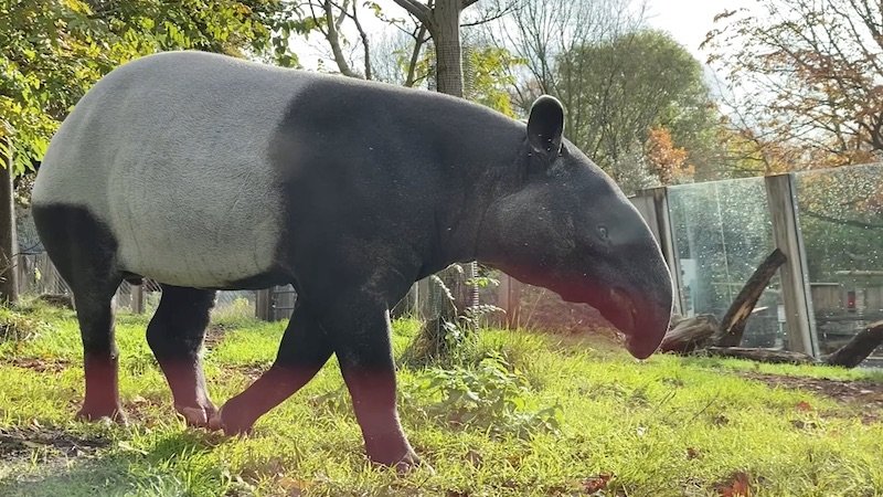 image - london zoo tapir