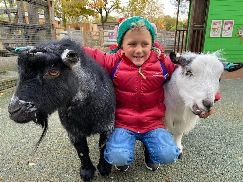 image - london zookeeper for the day farm animals