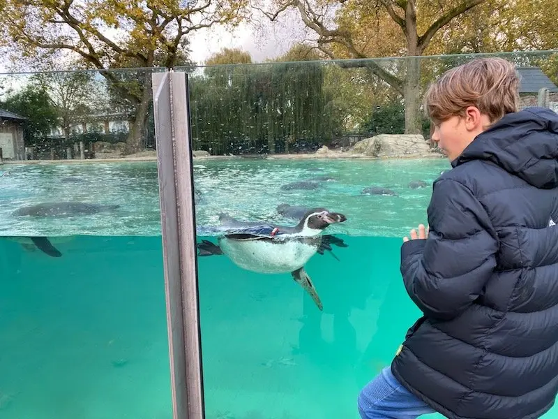 image - ned with penguins at london zookeeper