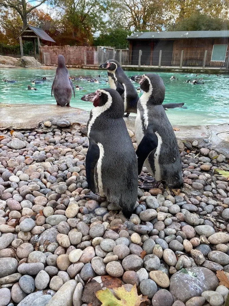 image - penguin beach at london zoo