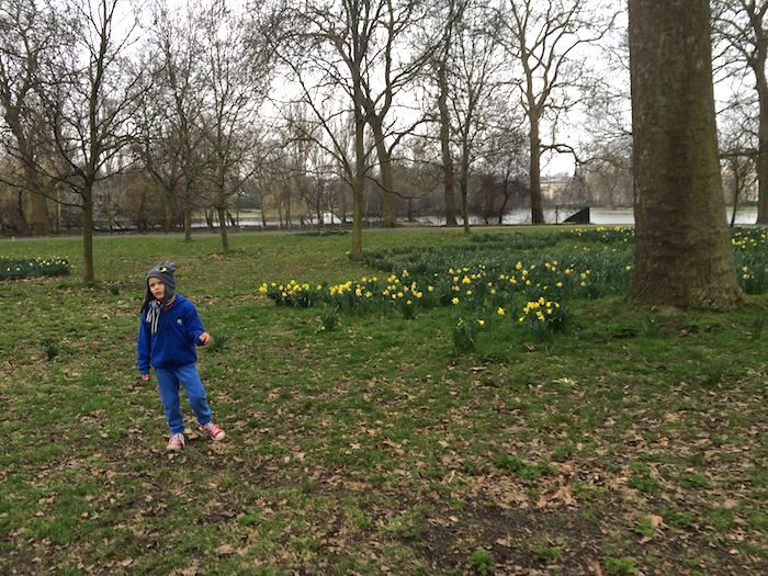 image - regents park Tulips 2