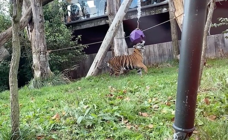 image - tiger territory london zoo