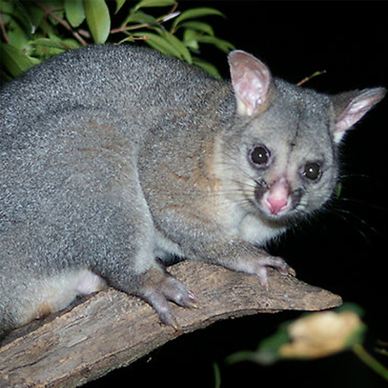 the mohair and possum store