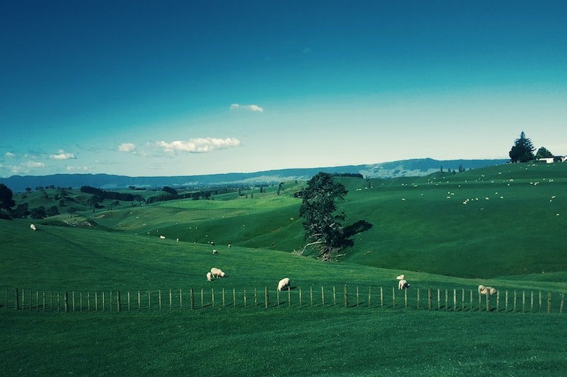 new zealand sheep pasture by gabriel peter pexels