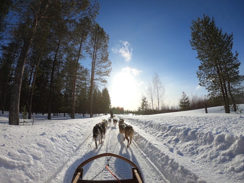 dog sledding by pexels-lars-ley-2531014