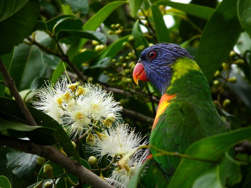 rainbow lorikeet by james niland