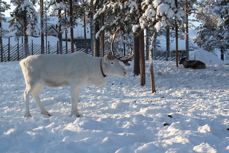 white reindeer by jann kuusisaari