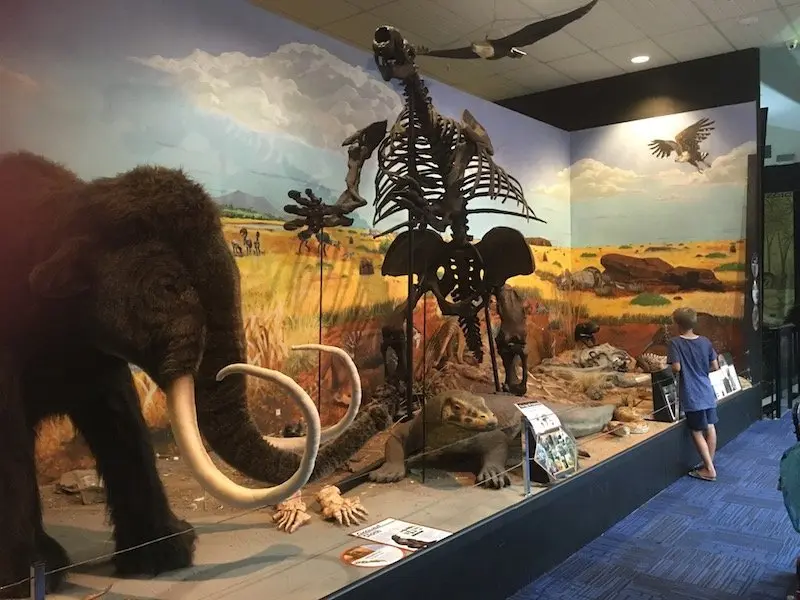 Dinosaur Museum Canberra mammoth pic