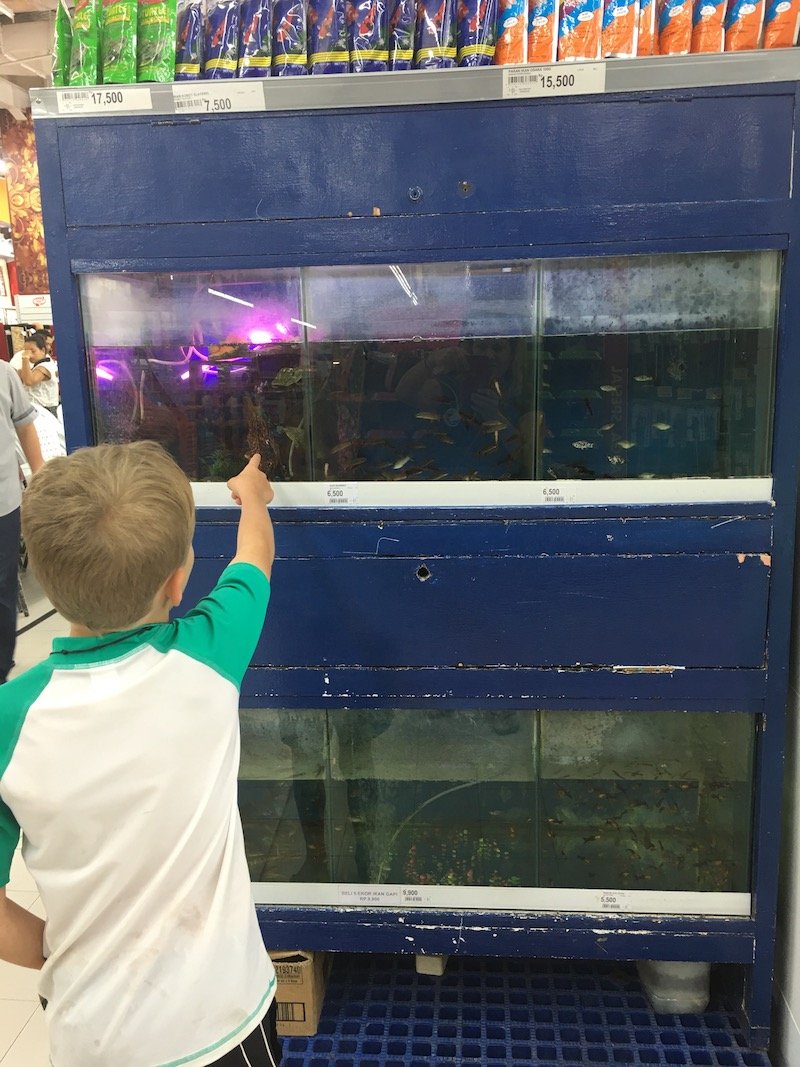 Carrefour Bali Supermarket pets for sale - fish tanks