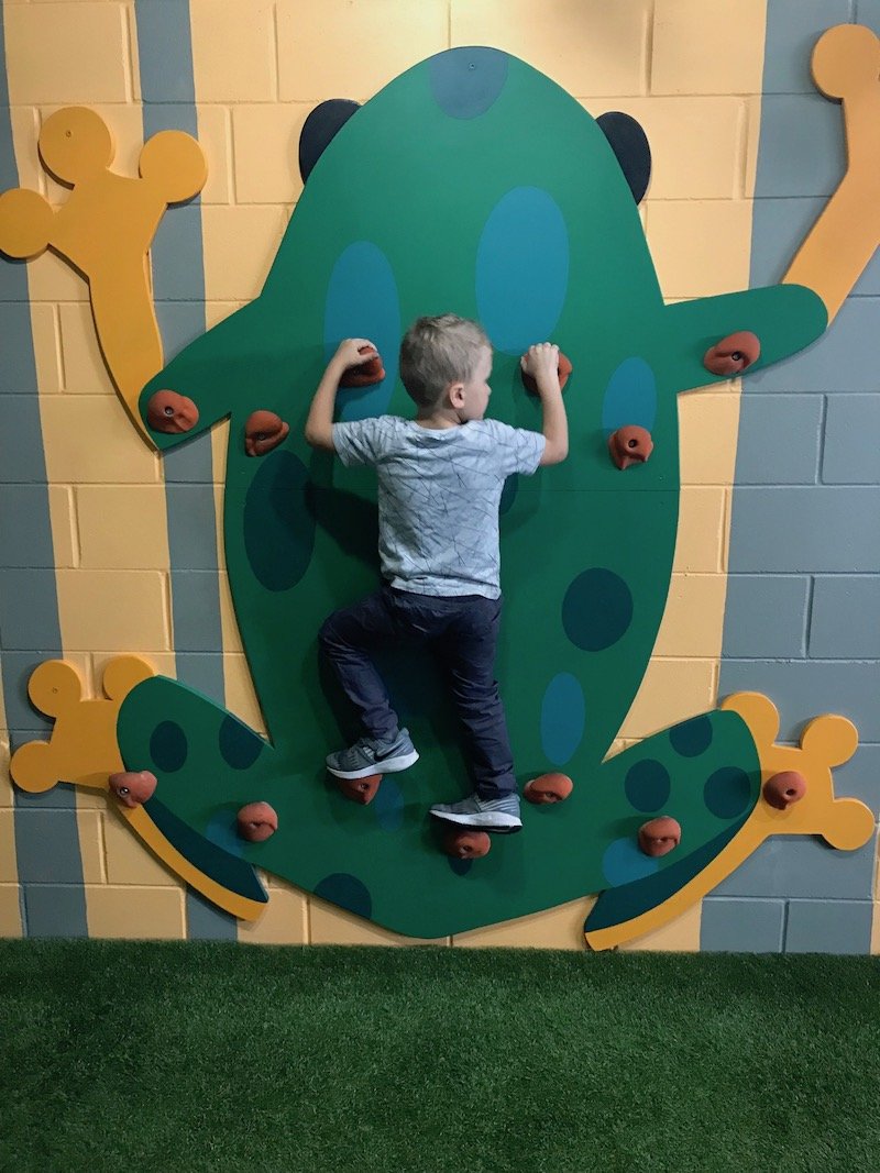 Photo - Tree Top Indoor Play Centre Gold Coast frog wall