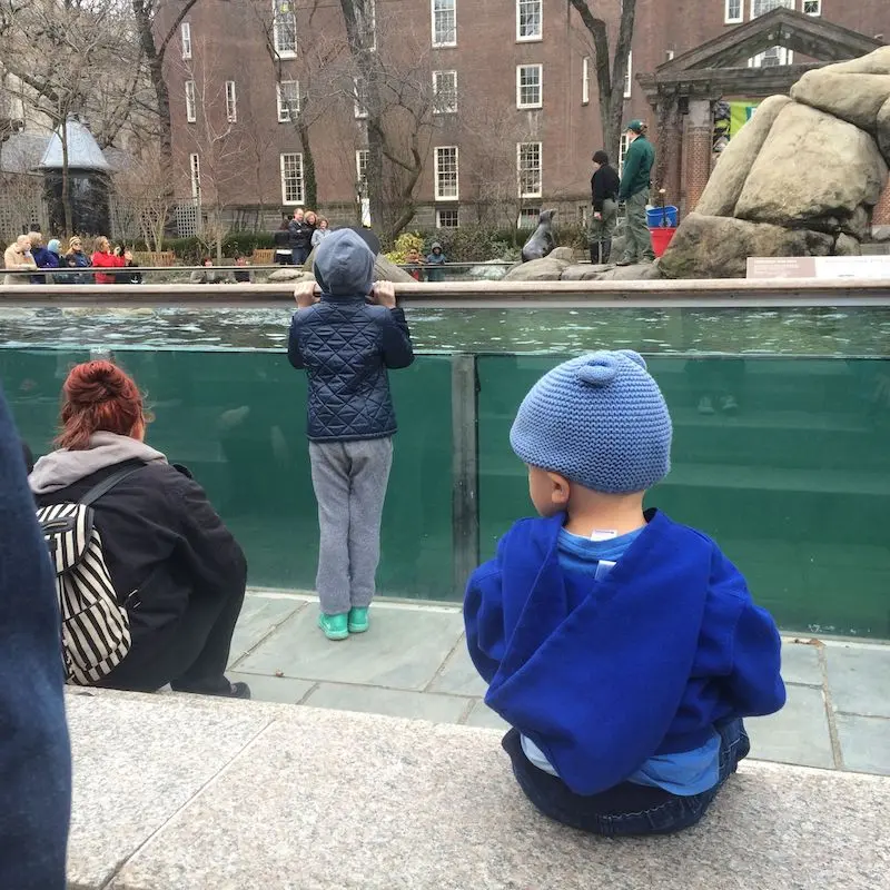 central park zoo jack watching sea lions 800