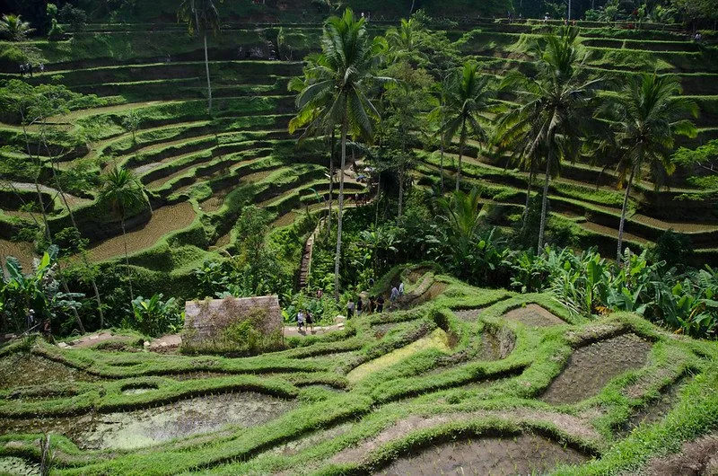 how to avoid mosquitos in bali in rice paddies by dom crossley flickr pic
