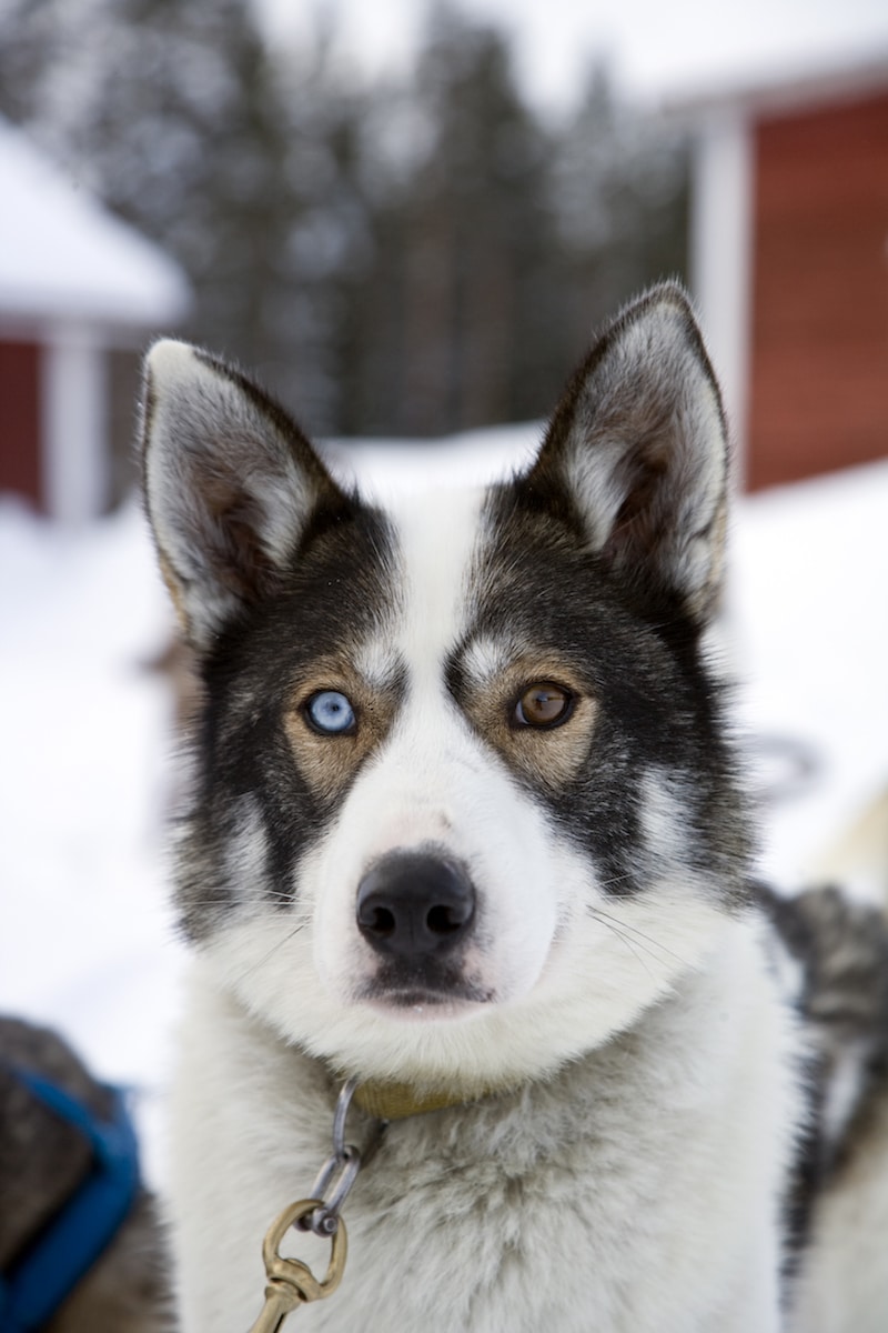 husky odd eyes pic by visit rovaniemi