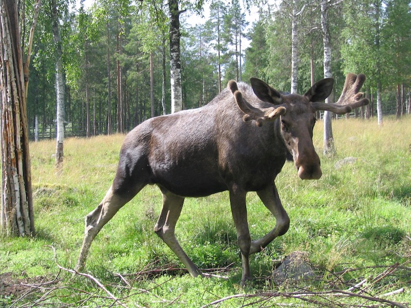 things to do in rovaniemi in summer ranua zoo