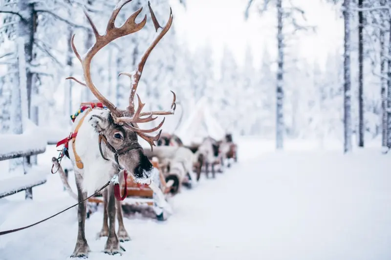 reindeer-ride-santa-claus-village-rovaniemi-lapland-finland (19)