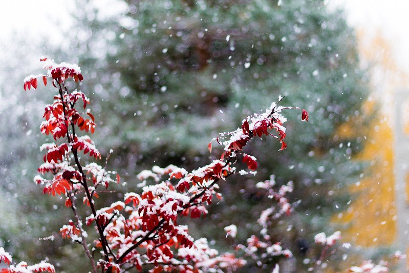 image - rovaniemi snow blooms by mathieu cheviron 