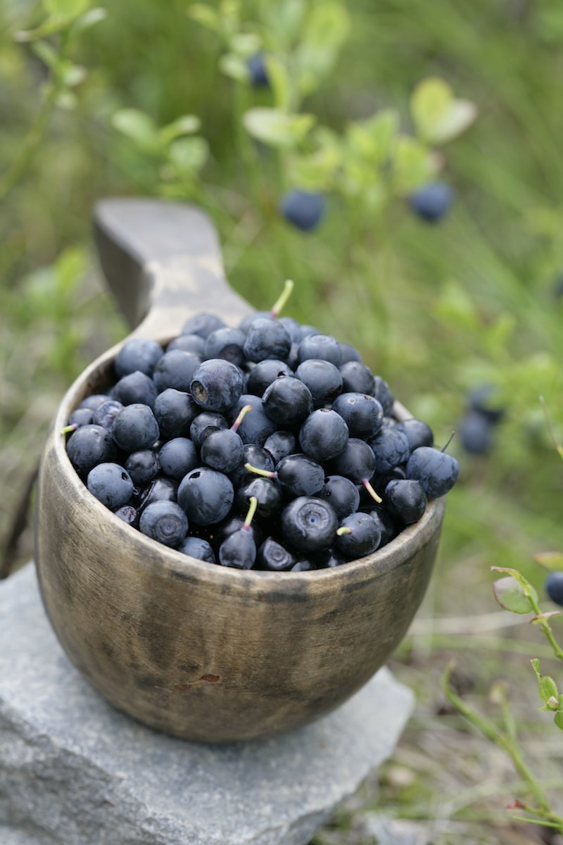 things to do in rovaniemi in summer - blueberries VR