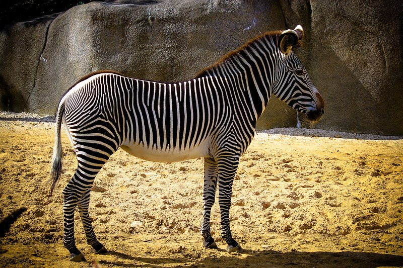 zebra at paris zoo pic