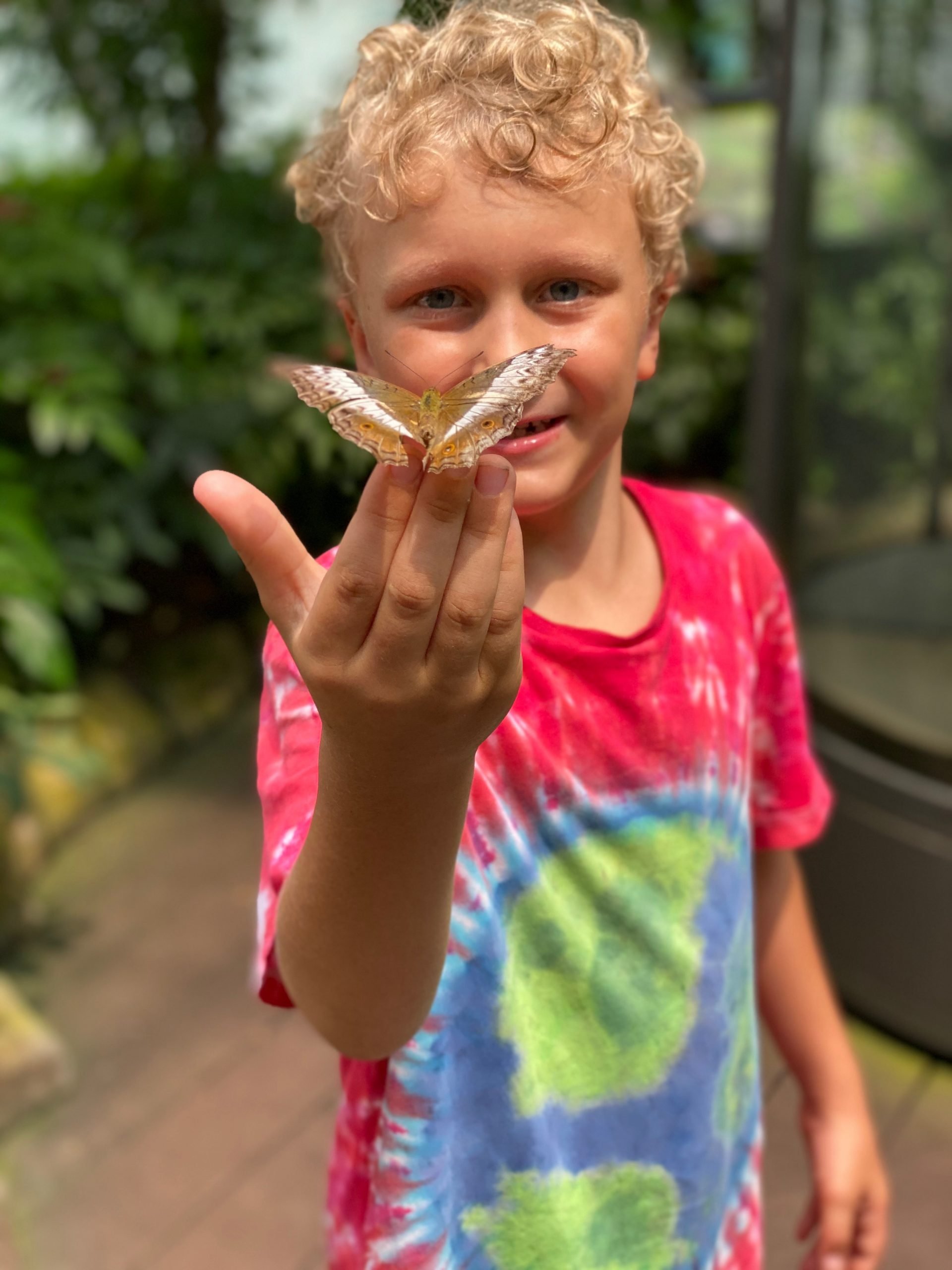 butterfly garden changi airport 800