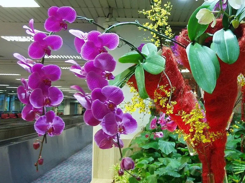 orchid garden at changi airport by amanda slater flickr