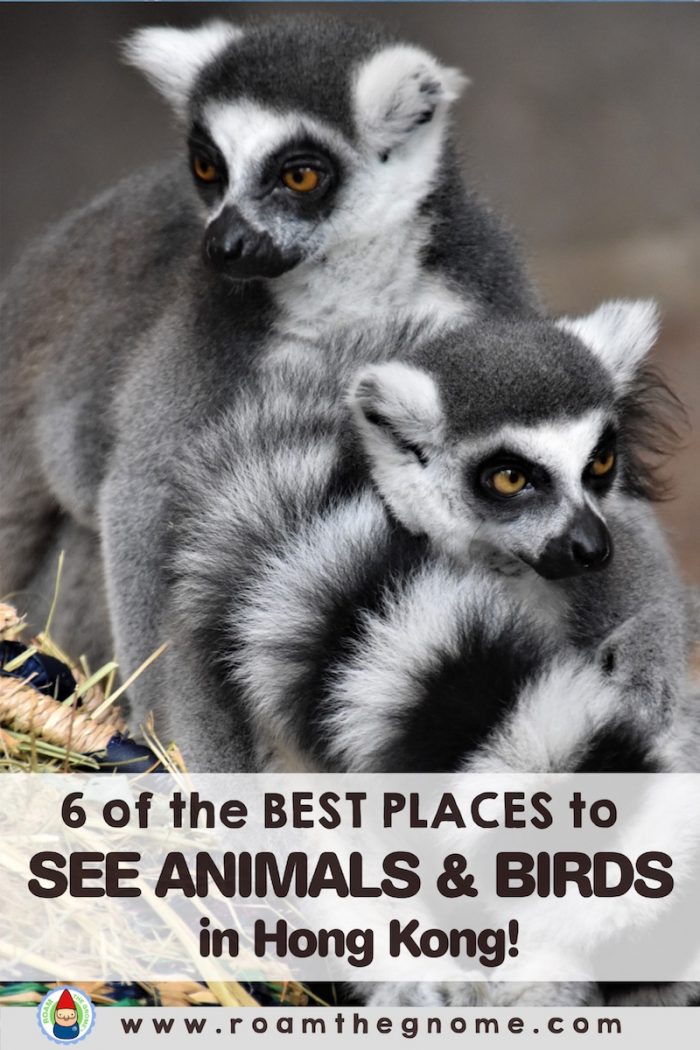 6 OF THE BEST ANIMAL ATTRACTIONS IN HONG KONG WITH KIDS!