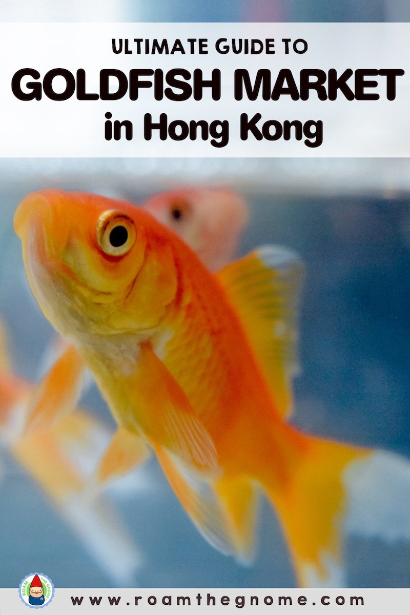 PIN hong kong goldfish market 800