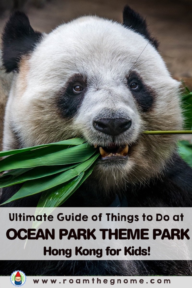 PIN ocean park hong kong panda 800
