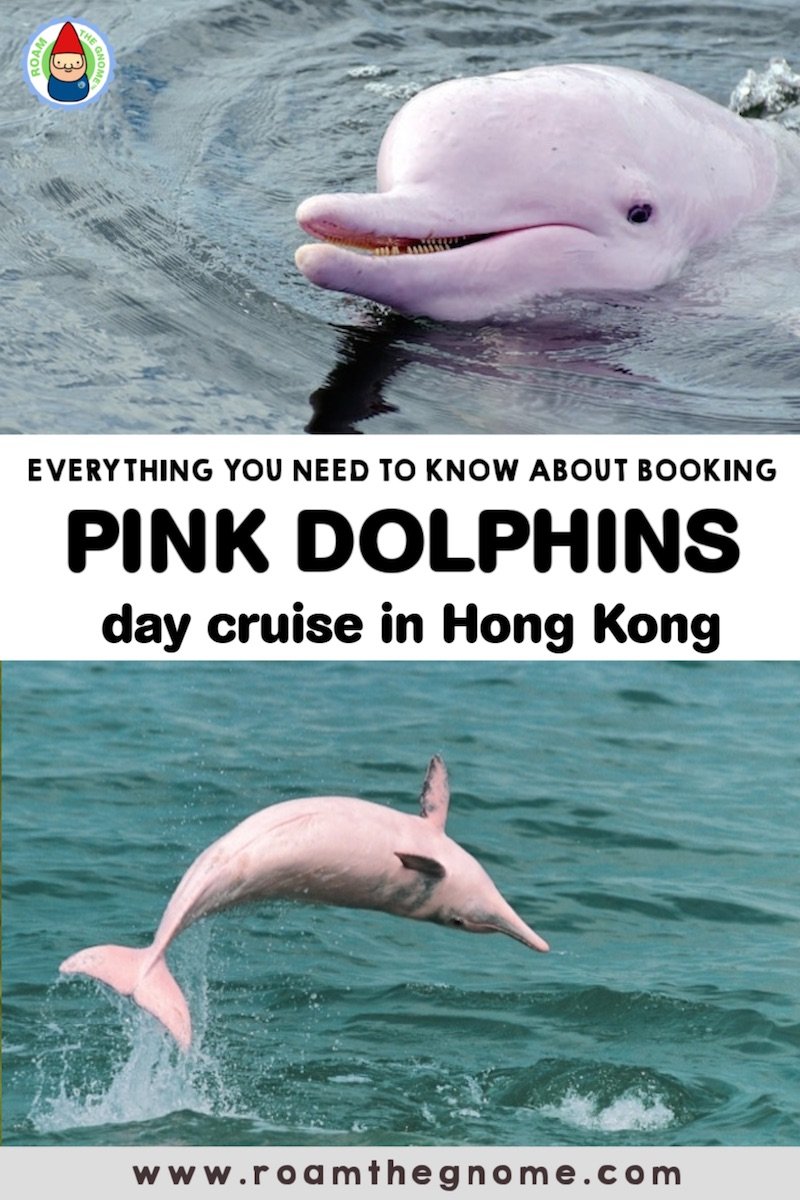 PIN pink dolphins hong kong 800