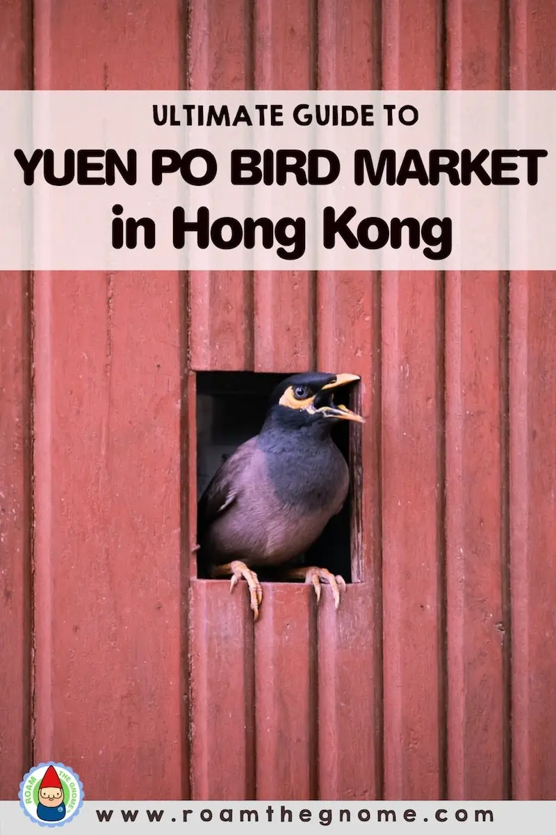 PIN yuen po bird market hong kong 800