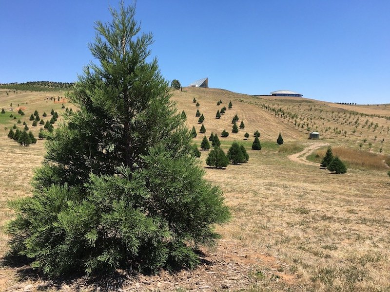 arboretum canberra fir tree forest pic