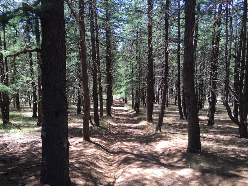 arboretum canberra himalayan cedar forest
