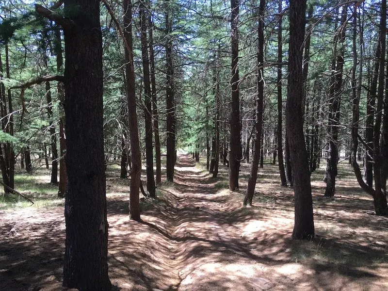 arboretum canberra himalayan cedar forest