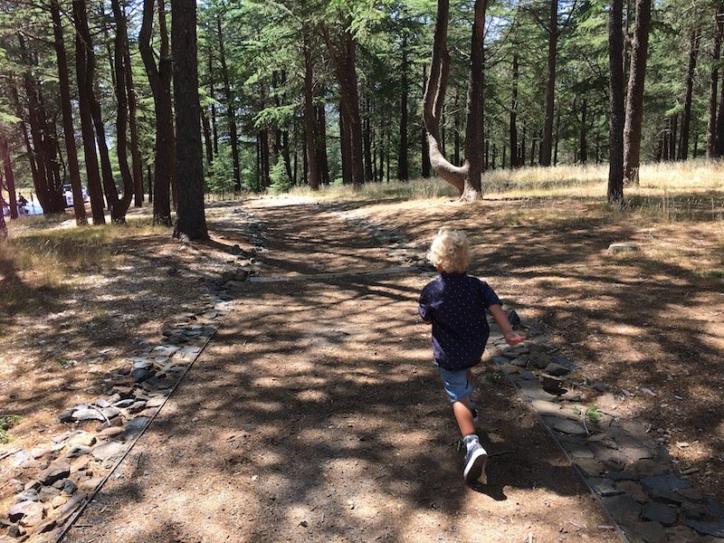 arboretum canberra nature forest pic