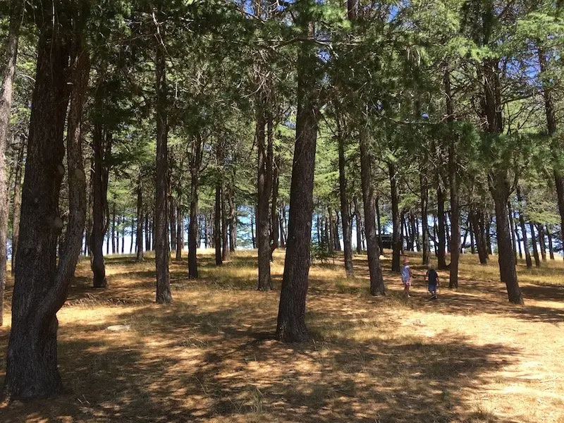 arboretum canberra nature play in the trees pic