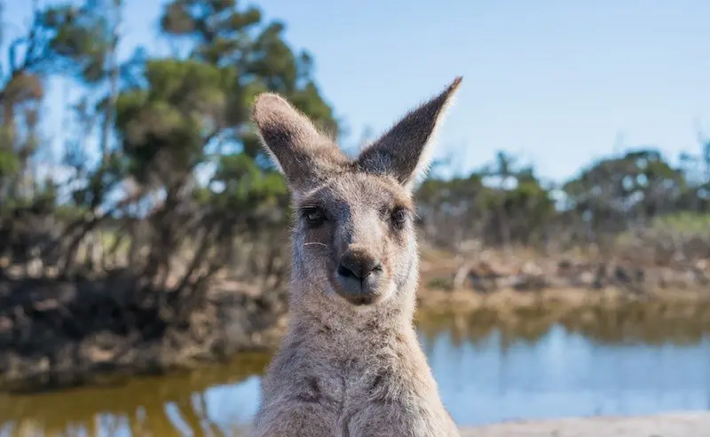 australian competitions and giveaways header by ethan broke pexels