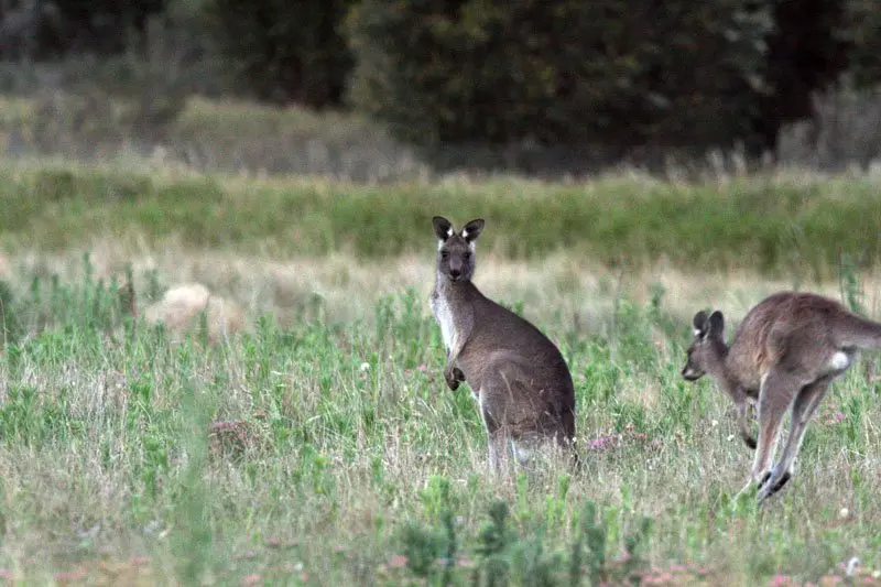 canberra kangaroos by eva rinaldi 