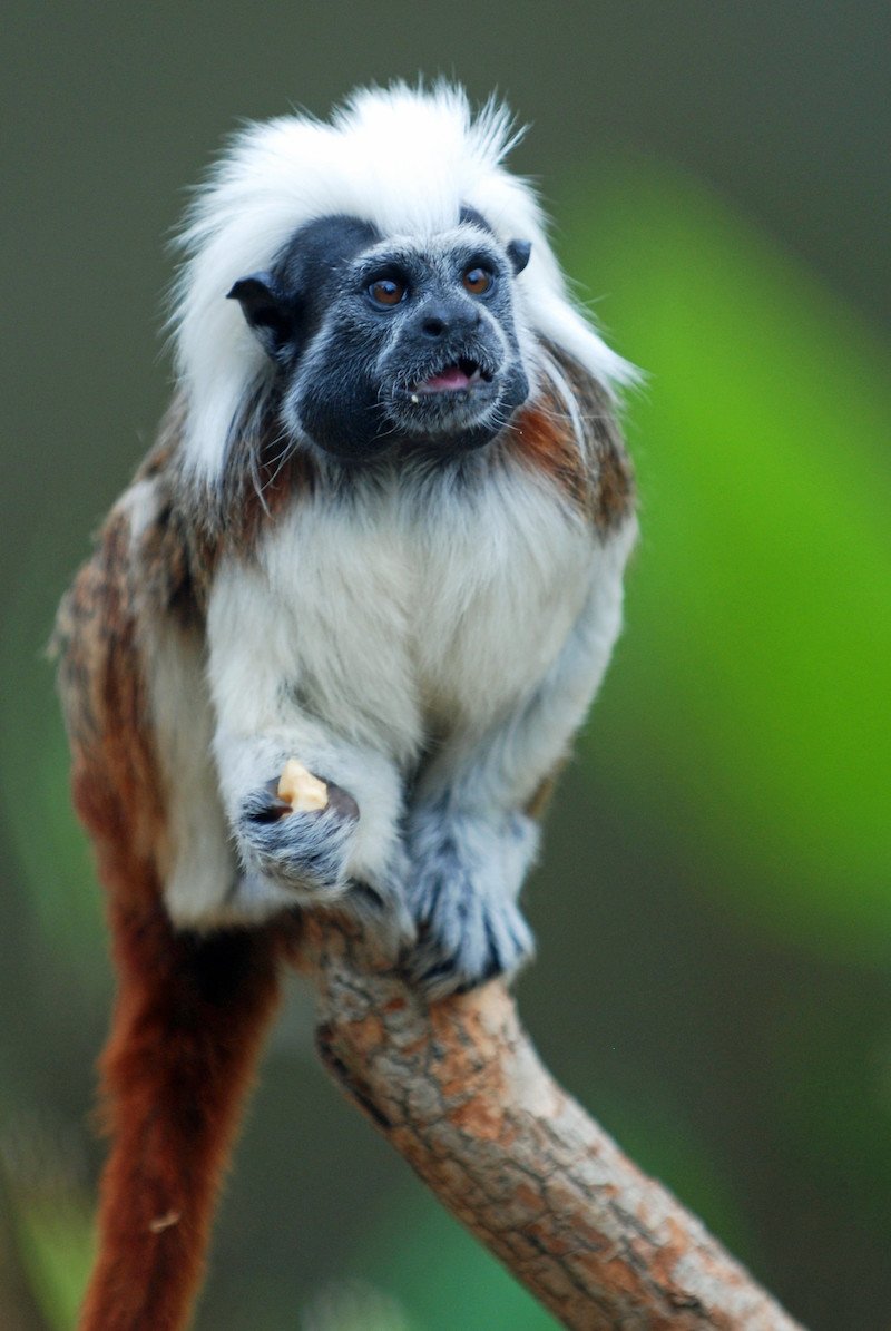 cotton top tamarin pic by brad flickr