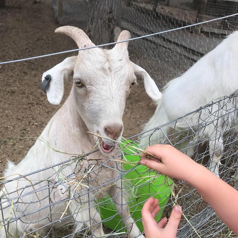 farm friends at yarralumla play station via fb