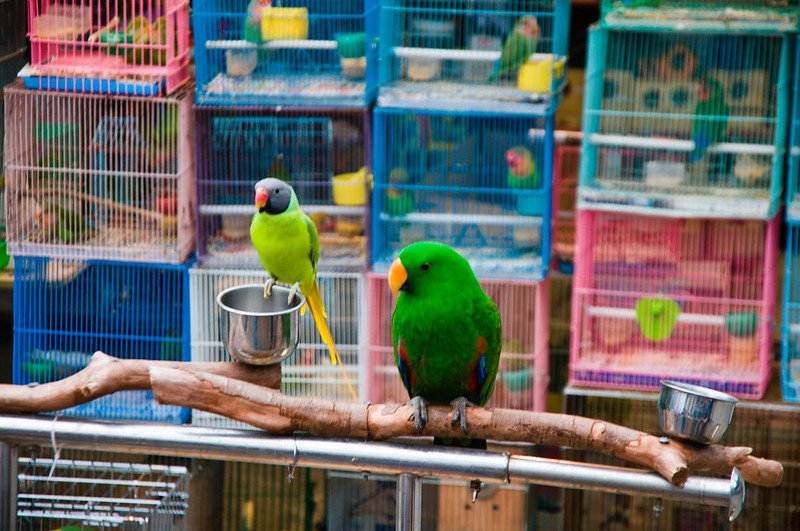 hong kong bird garden by mitch altman flickr